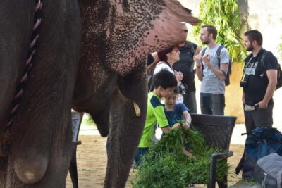 Elefun Best Elephant Sanctuary in Jaipur