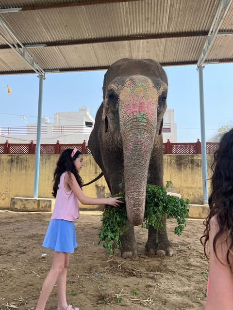 Elefun Best Elephant Sanctuary in Jaipur - Feeding time and the logic of an elephant’s diet