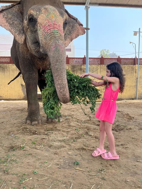 Elefun Best Elephant Sanctuary in Jaipur - Natural painting, with an important welfare detail