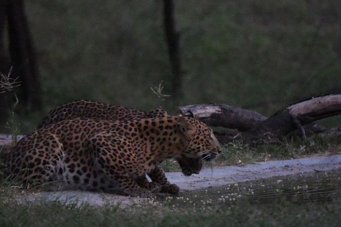Exclusive Safari at Jhalana Leopard Park Including Transfers - What animal sightings are really like