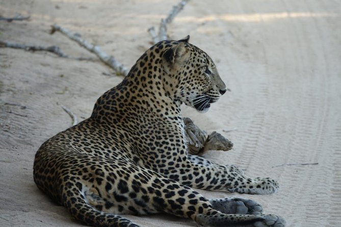 Exclusive Safari at Jhalana Leopard Park Including Transfers - What the private service adds