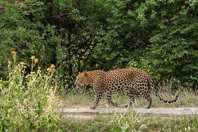 Exclusive Safari at Jhalana Leopard Park Including Transfers - Is $162 per person a fair price?