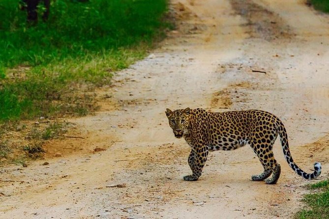 Exclusive Safari at Jhalana Leopard Park Including Transfers - Entering Jhalana’s two safari zones