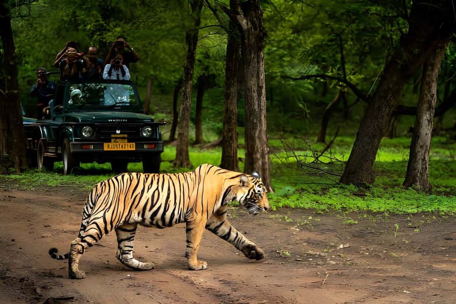 From Agra: 2 Days 1 Night Ranthambore Tiger Safari Tour - Key points before you book
