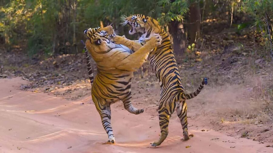 From Agra: 2 Days 1 Night Ranthambore Tiger Safari Tour - Checking into the Ranthambore hotel