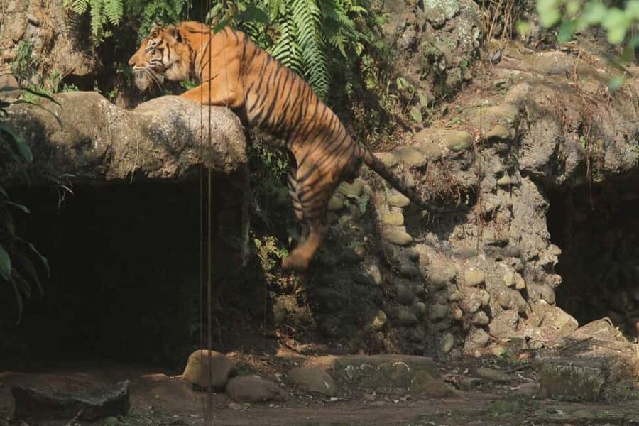 From Agra: 2 Days 1 Night Ranthambore Tiger Safari Tour - The afternoon safari in Ranthambore National Park