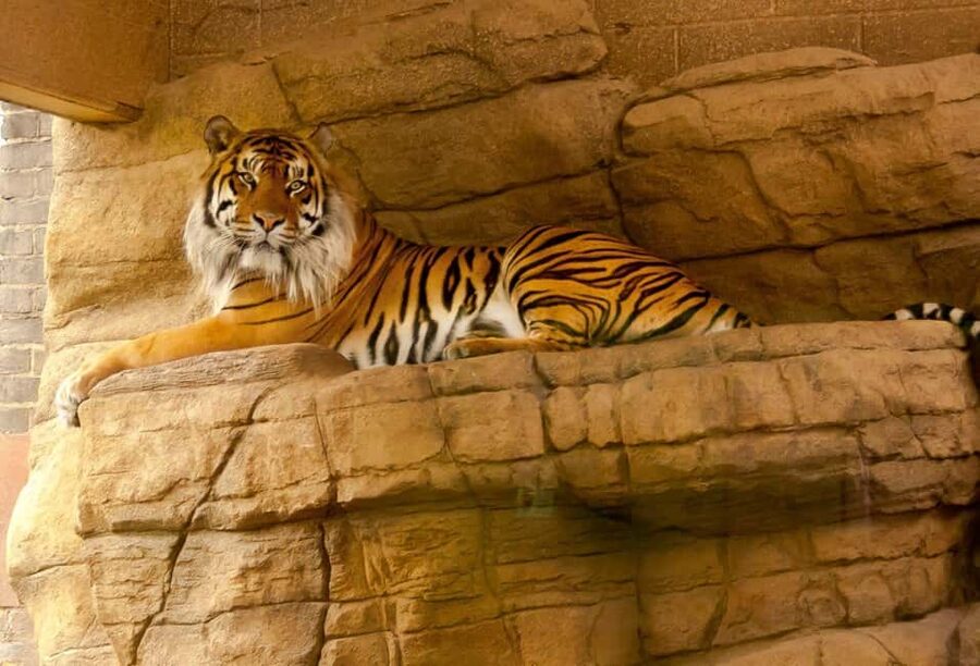 From Agra: 2 Days 1 Night Ranthambore Tiger Safari Tour - The early morning safari and return to Agra