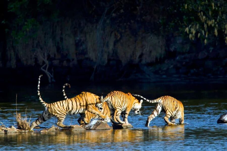 From Agra: 2 Days 1 Night Ranthambore Tiger Safari Tour - What the private arrangement really adds