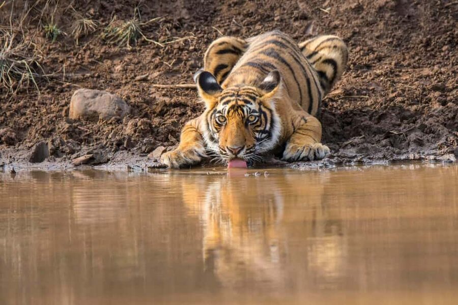From Agra: 2 Days 1 Night Ranthambore Tiger Safari Tour - Who should book this two-day safari