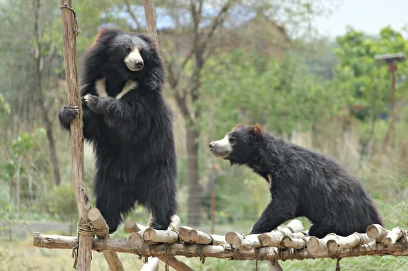 From Agra: SOS Elephant Conservation & Bear Rescue Day Trip - Key points to know before you book