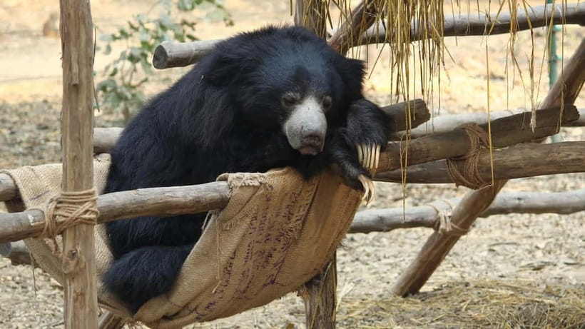 From Agra: SOS Elephant Conservation & Bear Rescue Day Trip - Lunch in Mathura is a pause, not a package meal