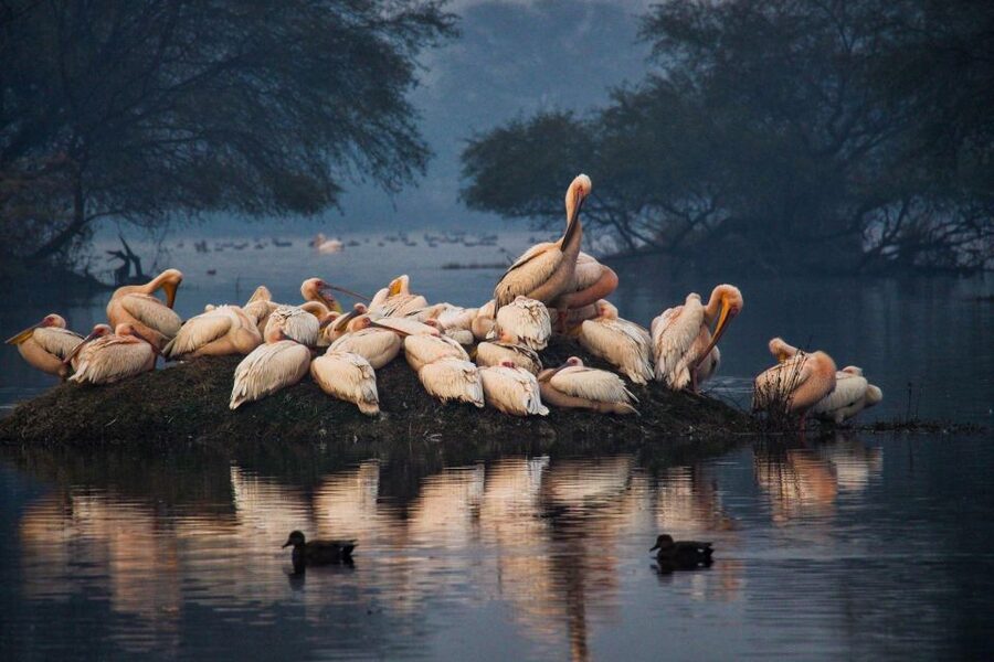 From Agra: Taj Mahal, Fatehpur Sikri & Bird Safari Tour - Guides, drivers, and the small-group format