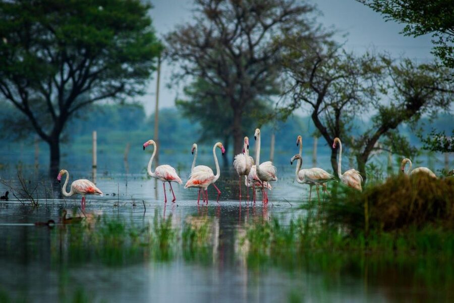 From Agra: Taj Mahal, Fatehpur Sikri & Bird Safari Tour - Who will enjoy this day most