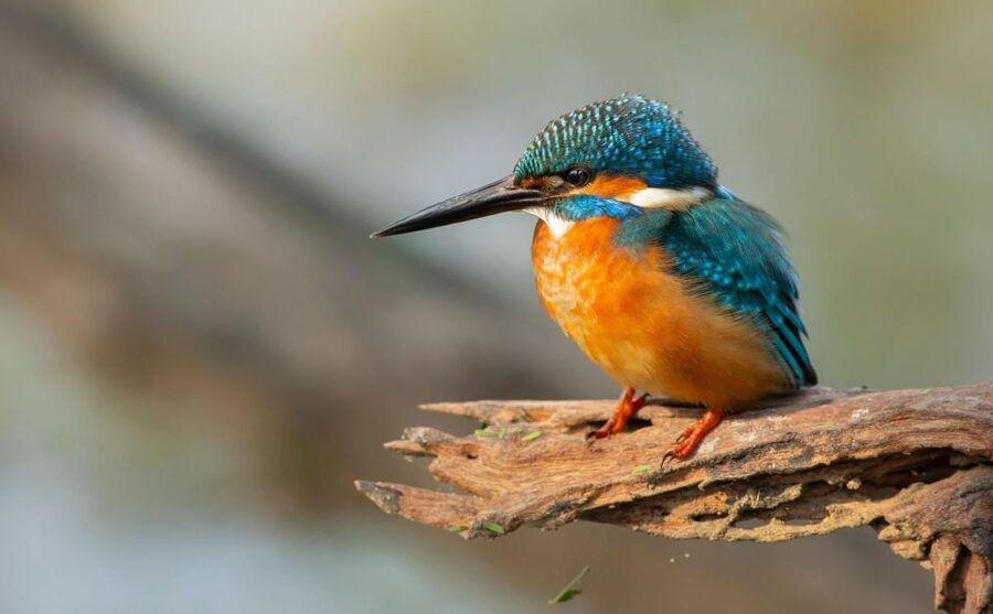 From Agra: Taj Mahal, Fatehpur Sikri & Bird Safari Tour - Should you book it?