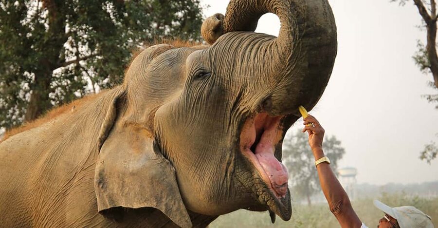 From Agra: Taj Mahal Tour w/ Elephant Conservation - Why this Agra combination works