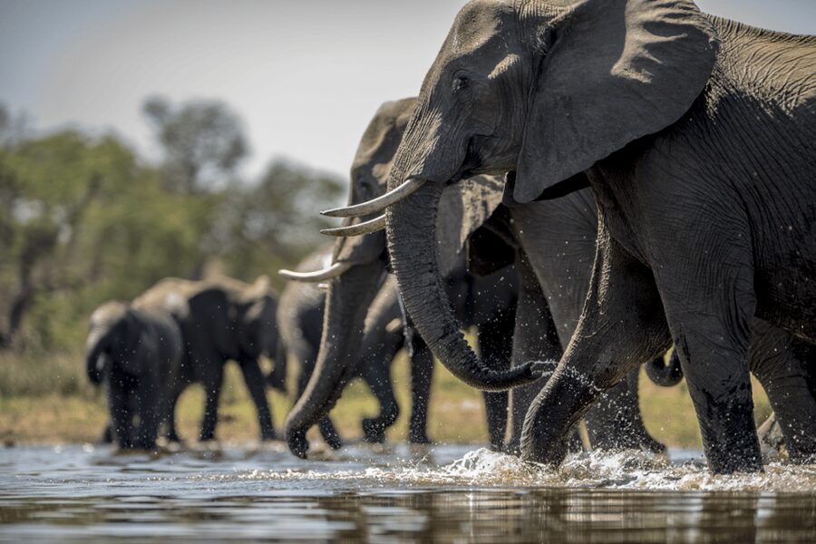 From Agra: Taj Mahal Tour w/ Elephant Conservation - Who should book this experience?