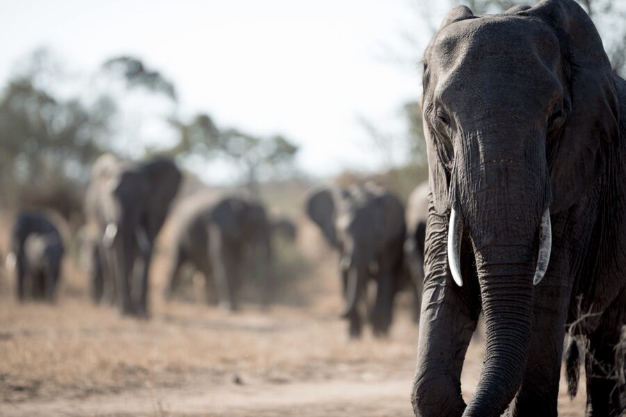 From Agra: Taj Mahal Tour w/ Elephant Conservation - How much value do you get for $12?