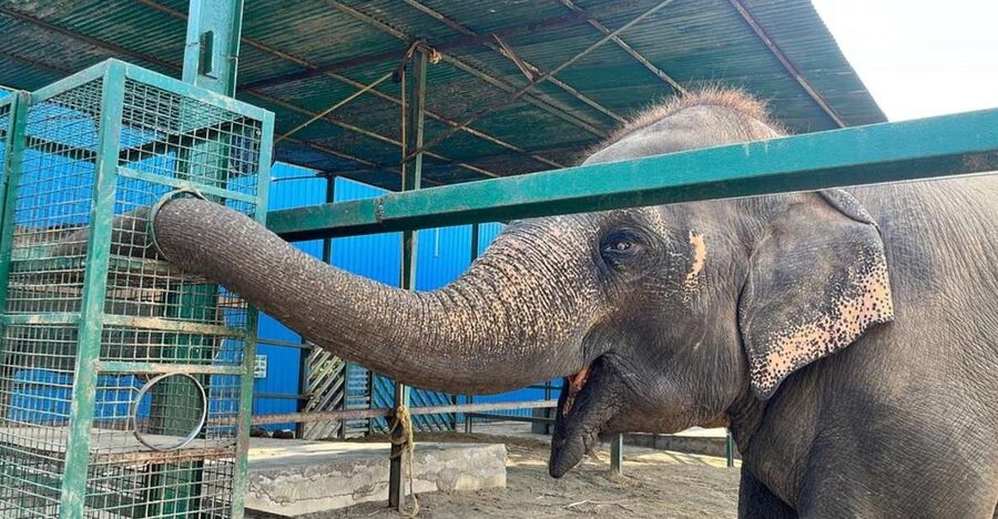 From Agra: Visit to Wildlife SOS Elephant Conservation Trip - Key points at a glance