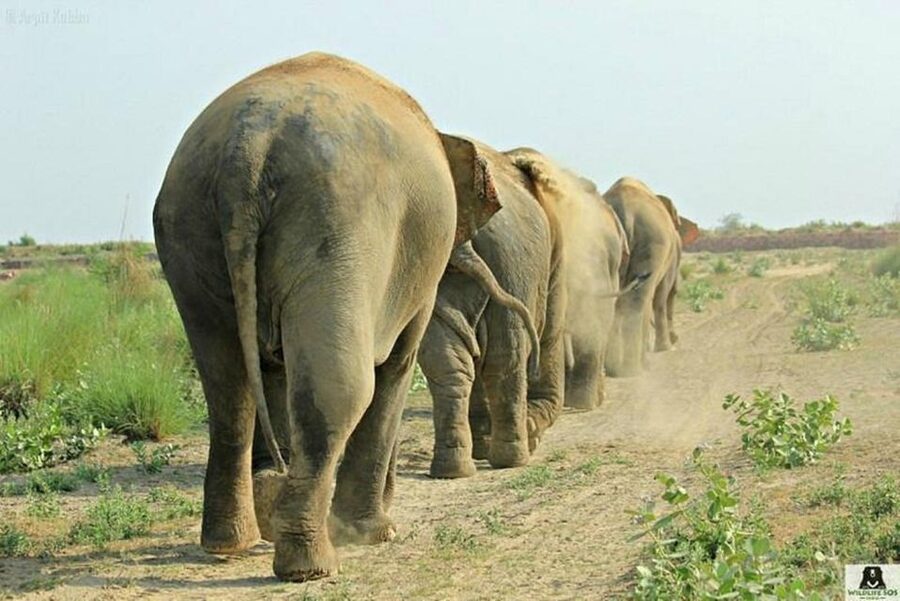 From Agra: Visit to Wildlife SOS Elephant Conservation Trip - Should you book Wildlife SOS from Agra?