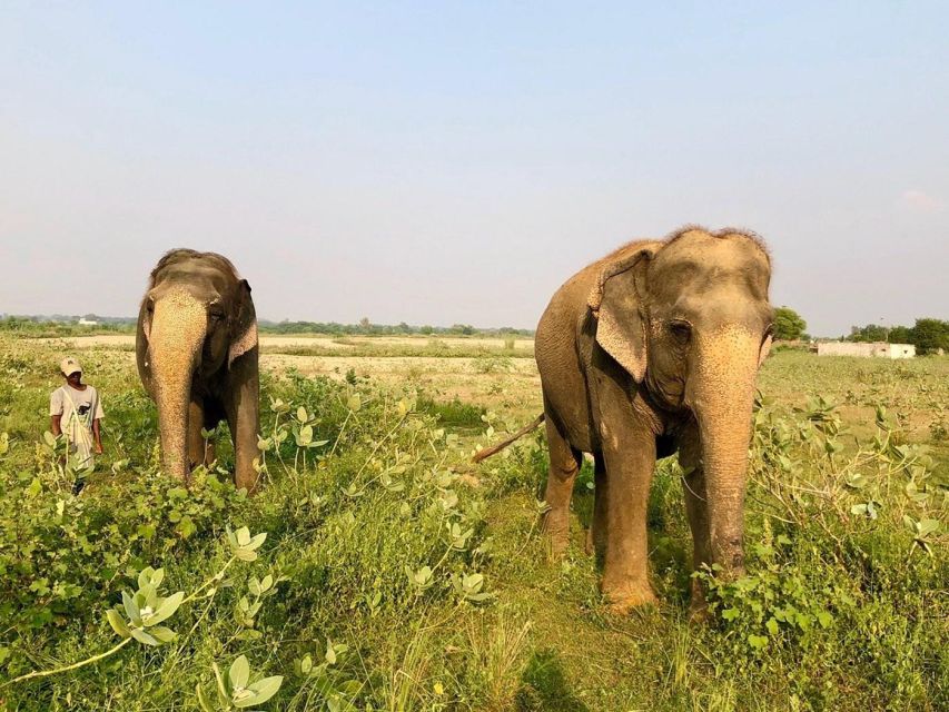 From Agra: Visit to Wildlife SOS Elephant Conservation Trip - Entering Wildlife SOS Elephant Conservation and Care Center