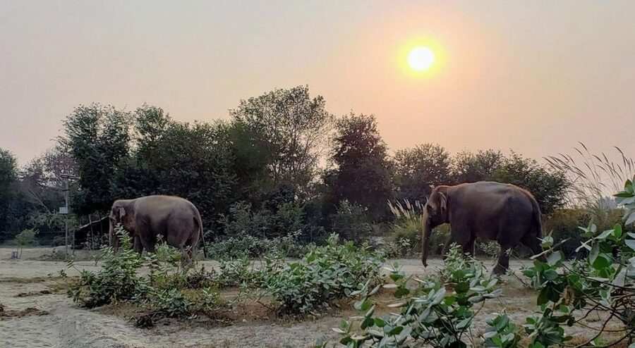 From Agra: Visit to Wildlife SOS Elephant Conservation Trip - What you learn about rescued elephants