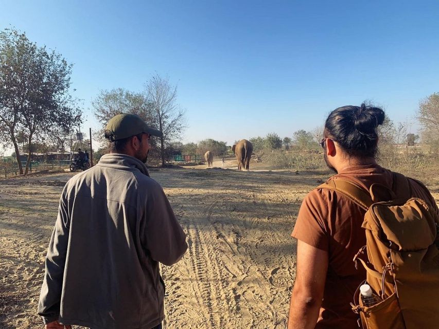 From Agra: Visit to Wildlife SOS Elephant Conservation Trip - The return to Agra