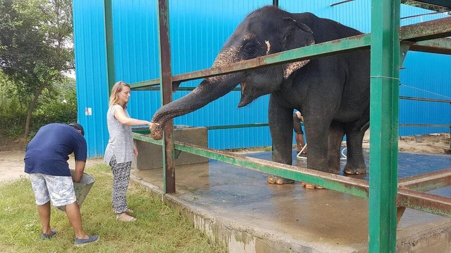 From Agra: Visit to Wildlife SOS Elephant Conservation Trip - Who should book this Agra elephant visit?