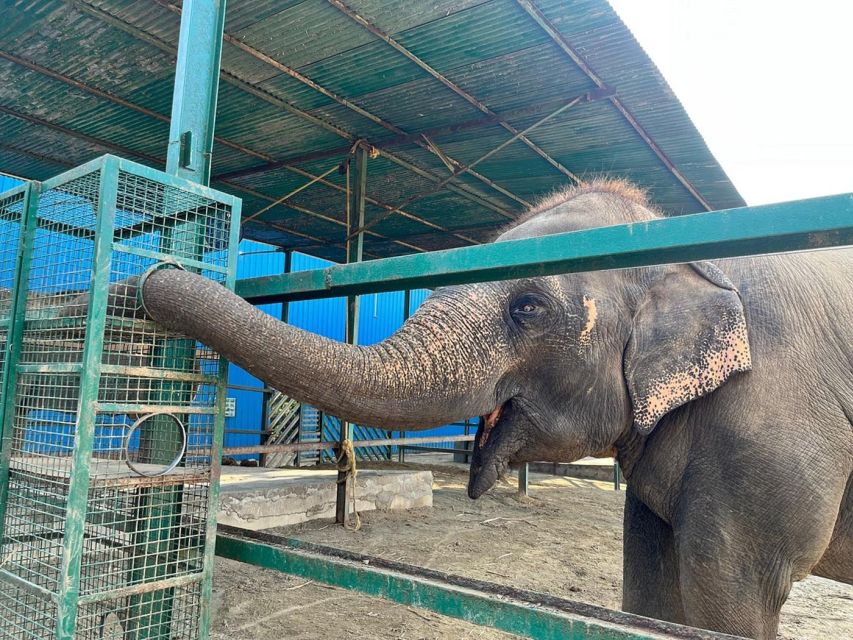 From Agra: Visit to Wildlife SOS Elephant Conservation Trip - Leaving Agra for the one-hour drive