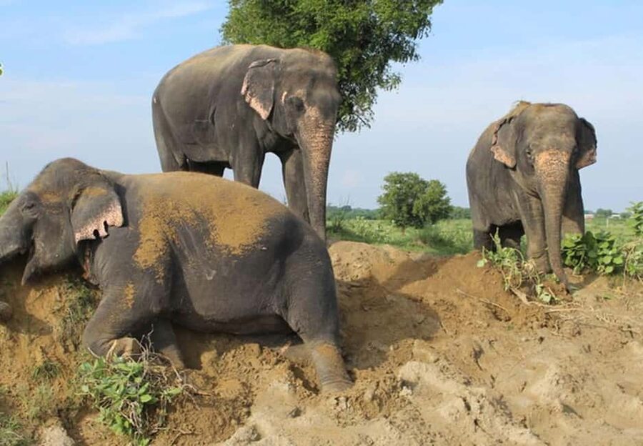 From Delhi: 1-day trip Mathura with Elephant conservation - ISKCON Vrindavan and Krishna’s early life