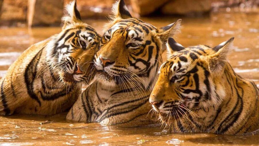 From Delhi: 6-Day Golden Triangle Tour with Ranthambore - Day 5: Amber Fort, palaces, and Jaipur’s old city
