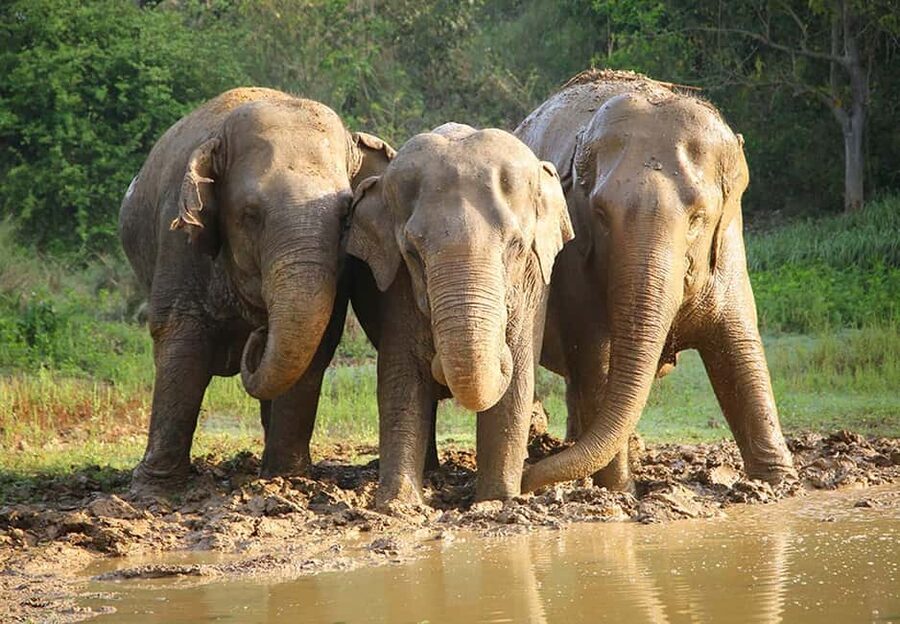 From Delhi : Elephant Conservation and Care Centre -Wildlife - Key points to know before booking