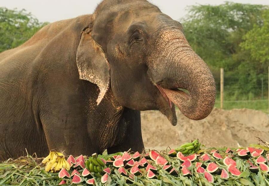 From Delhi : Elephant Conservation and Care Centre -Wildlife - Why this elephant visit matters
