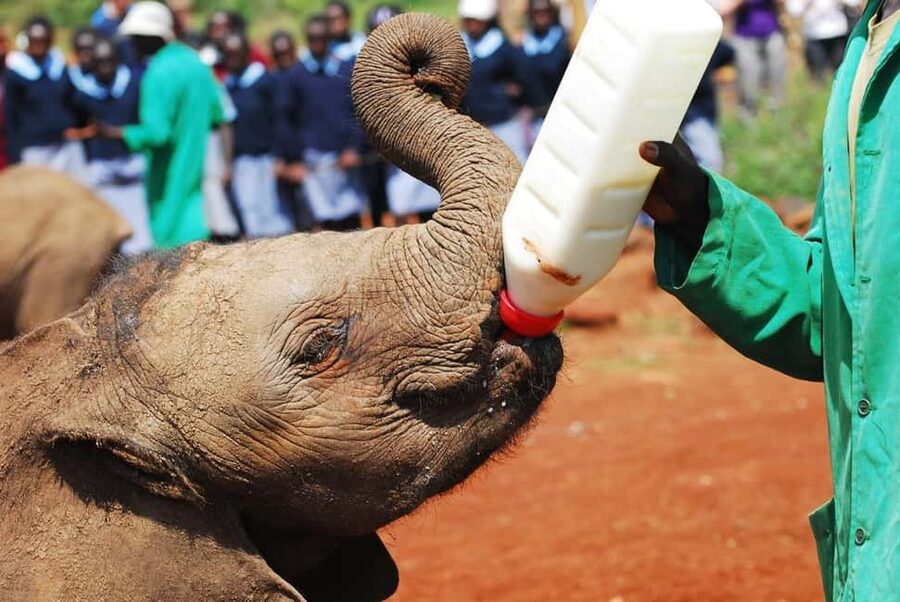 From Delhi : Elephant Conservation and Care Centre -Wildlife - The 1.5-hour elephant visit