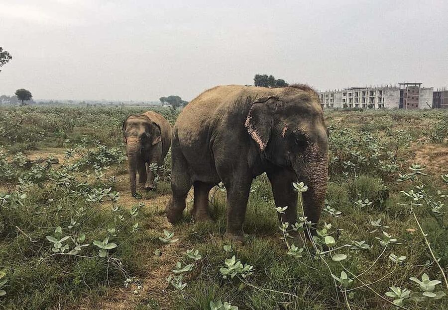 From Delhi : Elephant Conservation and Care Centre -Wildlife - What makes the experience responsible