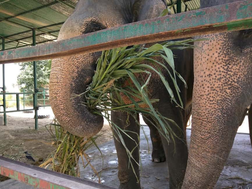 From Delhi : Elephant Conservation and Care Centre -Wildlife - Practical planning for a long day