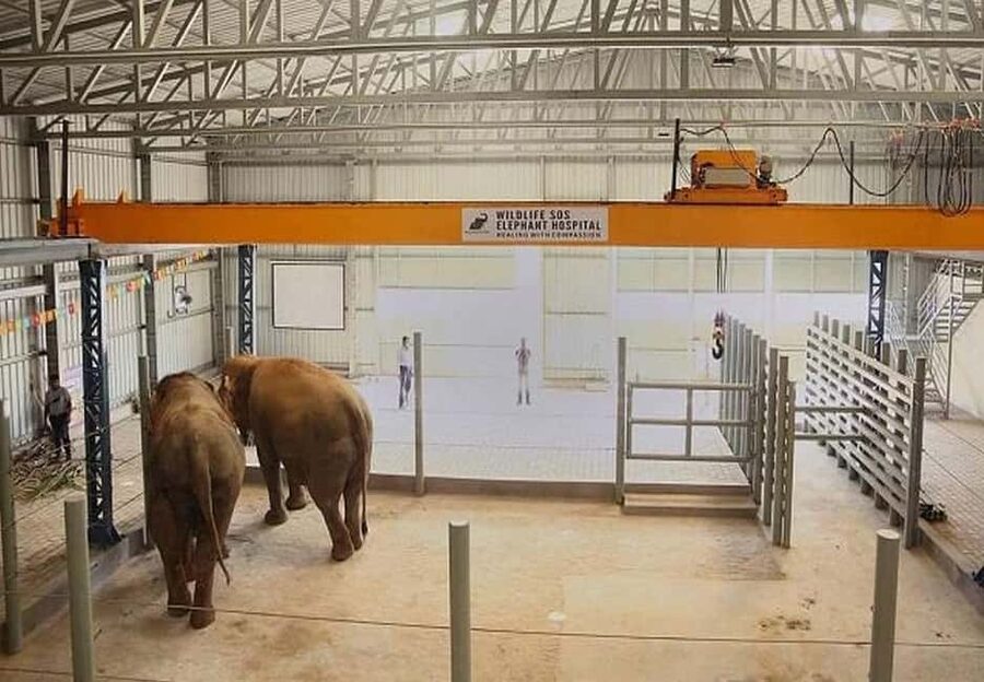 From Delhi : Elephant Conservation and Care Centre -Wildlife - Should you book the Elephant Conservation and Care Centre?