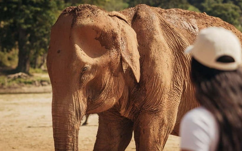 From Delhi: Sunrise Taj Mahal Tour with Elephant SOS Center - Meeting rescued elephants at Wildlife SOS