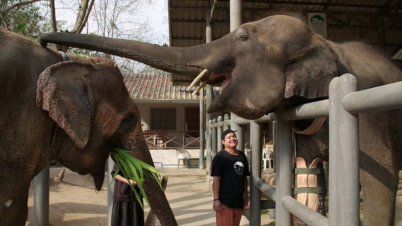From Delhi: Taj Mahal Sunrise and Elephant Conservation Tour - Why the Sunrise Timing Matters