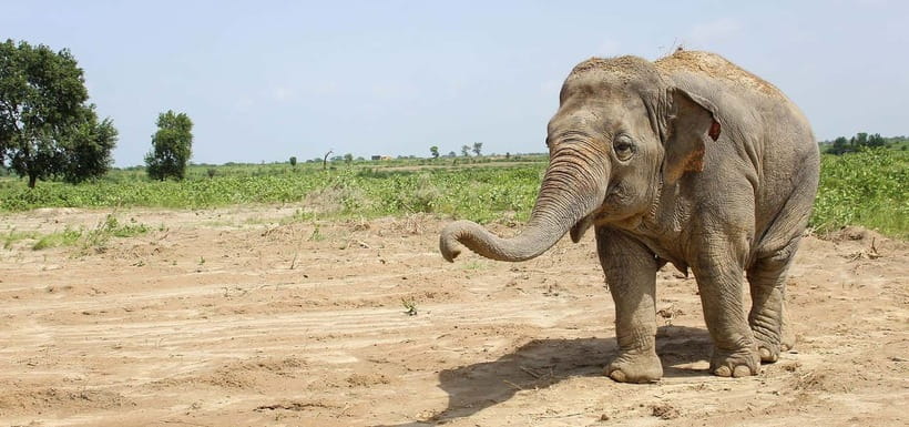 From Delhi: Taj Mahal Sunrise and Elephant Conservation Tour - Who Should Book This Agra Day Trip?