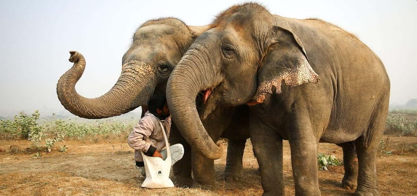 From Delhi: Taj Mahal Sunrise and Elephant Conservation Tour - What You Actually Do at the Elephant Center