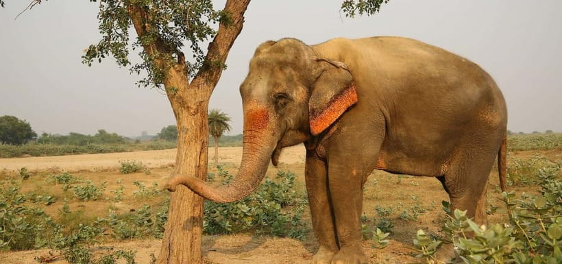 From Delhi: Taj Mahal Sunrise and Elephant Conservation Tour - Guide Language, Private Service, and Group Comfort