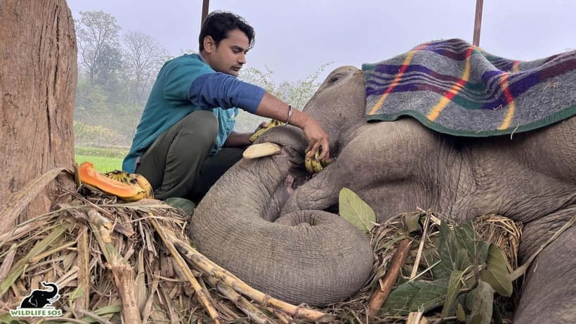 From Delhi: Taj Mahal Sunrise and Elephant Conservation Tour - Is the $2.47 Price Good Value?