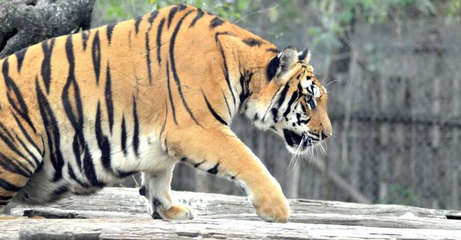 From Jaipur: 2 Days 1 Night Ranthambore Tiger Safari Tour - Key points to know before booking
