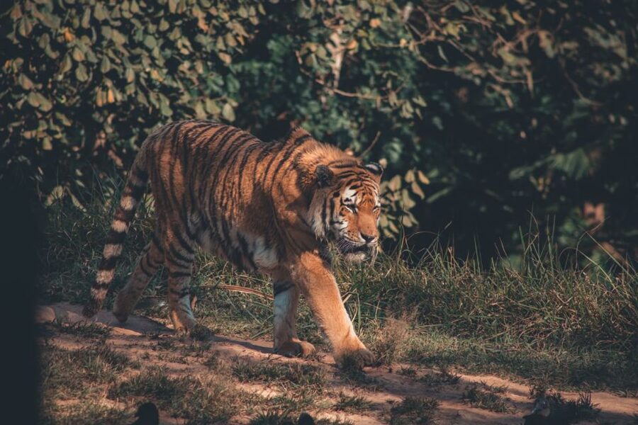 From Jaipur: 2 Days 1 Night Ranthambore Tiger Safari Tour - Why this two-day Ranthambore trip works