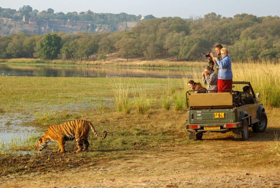 From Jaipur: 2 Days 1 Night Ranthambore Tiger Safari Tour - The early morning safari