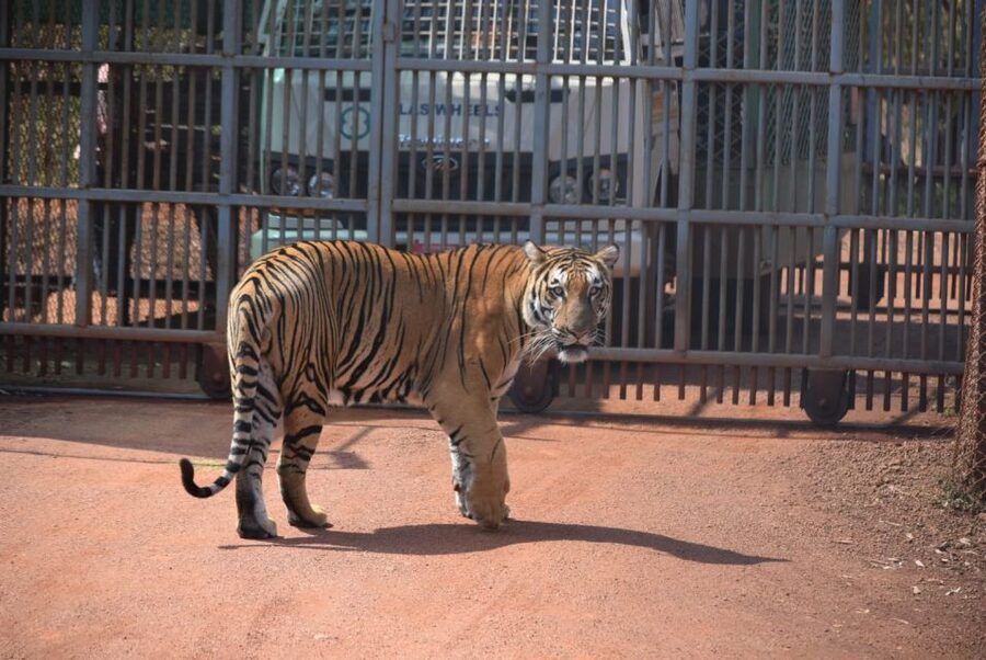 From Jaipur: 2 Days 1 Night Ranthambore Tiger Safari Tour - What the $222 price really buys