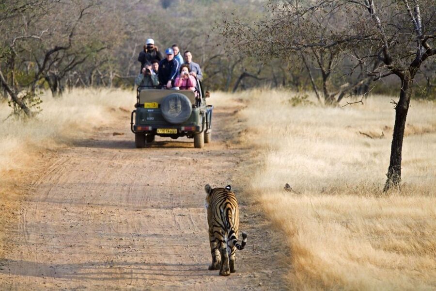 From Jaipur: 2 Days 1 Night Ranthambore Tiger Safari Tour - Tiger expectations and practical preparation