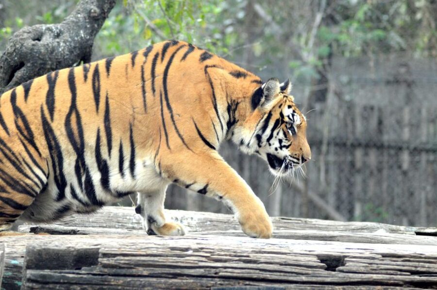 From Jaipur: 2 Days 1 Night Ranthambore Tiger Safari Tour - The three-hour drive from Jaipur