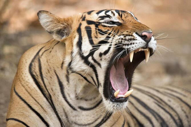 From Jaipur: 2 Days Private Tour of Ranthanbore Tigers Safari - Key points at a glance