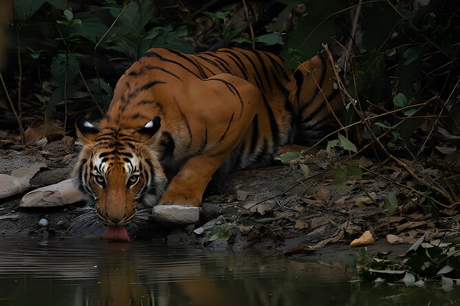 From Jaipur: 2 Days Private Tour of Ranthanbore Tigers Safari - The afternoon safari in Ranthambore National Park